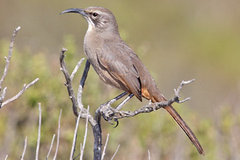 California Thrasher